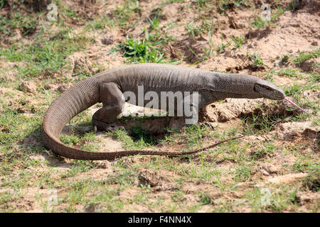 Bengal Monitor oder gemeinsame indische Monitor (Varanus Bengalensis), Erwachsene, Nahrungssuche, flackernden Zunge, Udawalawe National Park Stockfoto