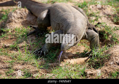 Bengal Monitor oder gemeinsame indische Monitor (Varanus Bengalensis), Erwachsene, Nahrungssuche, flackernden Zunge, Udawalawe National Park Stockfoto