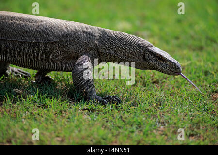 Bengal Monitor oder gemeinsame indische Monitor (Varanus Bengalensis), Erwachsene, Nahrungssuche, flackernden Zunge, Udawalawe National Park Stockfoto