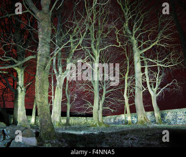 Bäume und Trockensteinmauer beleuchtet in der Nacht in Yorkshire UK Stockfoto