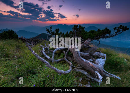 Latschenkiefer (Pinus Mugo) und Bergen bei Sonnenaufgang, Ester Berge, Ettal, Upper Bavaria, Bavaria, Germany Stockfoto