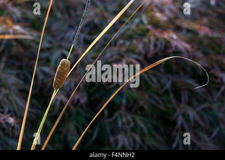 Typha Laxmannii. Rohrkolben / anmutige Rohrkolben Werk im Herbst Stockfoto