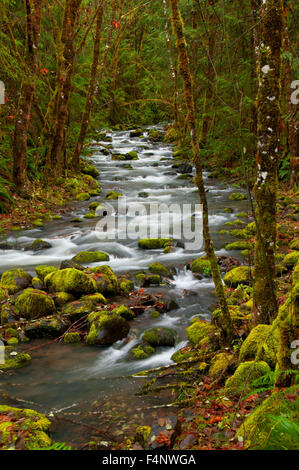 Wright-Bach entlang North Umpqua River National Recreation Trail, Umpqua National Forest, Oregon Stockfoto