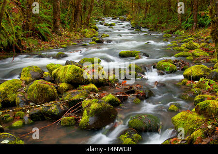 Wright-Bach entlang North Umpqua River National Recreation Trail, Umpqua National Forest, Oregon Stockfoto