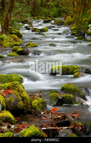 Wright-Bach entlang North Umpqua River National Recreation Trail, Umpqua National Forest, Oregon Stockfoto