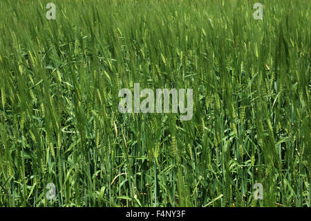 Bereich der wachsenden Gerstengras (Gattung) Hordeum. Schließen Sie die Ansicht. Stockfoto