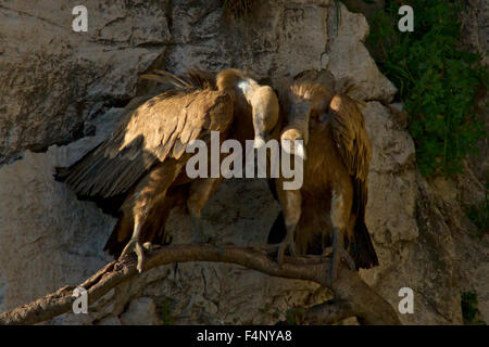 Ein paar Erwachsene Gesicht eurasischen Gänsegeier sitzen dicht beieinander auf einem horizontalen Ast wächst aus dem Fels über dem nest Stockfoto