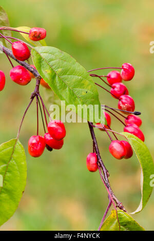 Herbstliche Früchte des ornamentalen Holzapfels Malus "Indian Magic" Stockfoto