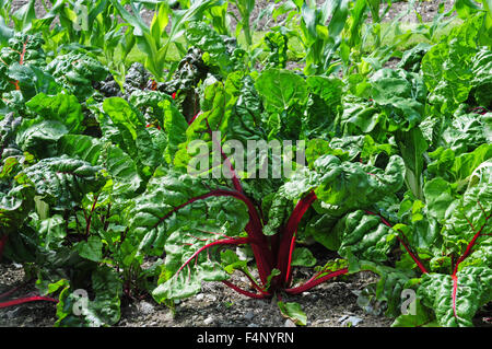 Ruby Mangold wächst. Stockfoto