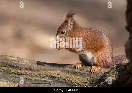 Eichhörnchen Sciurus Vulgaris, Nahrungssuche auf Waldboden, Formby Punkt, Merseyside, England im Februar. Stockfoto