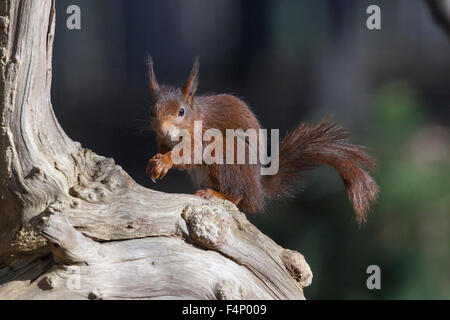 Eichhörnchen Sciurus Vulgaris, Nahrungssuche auf Waldboden, Formby Punkt, Merseyside, England im Februar. Stockfoto