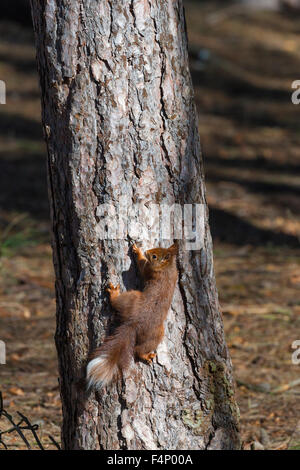 Eichhörnchen Sciurus Vulgaris, Nahrungssuche auf Waldboden, Formby Punkt, Merseyside, England im Februar. Stockfoto