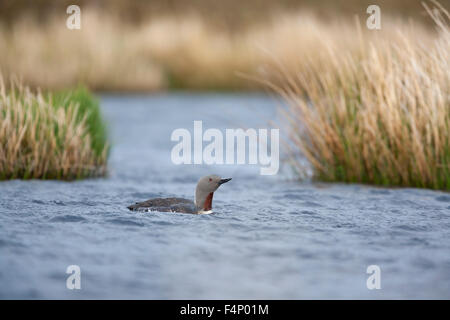 Sterntaucher Gavia Stellata, Erwachsene, schwimmen auf man, Festland, Schottland, UK im Juni. Stockfoto