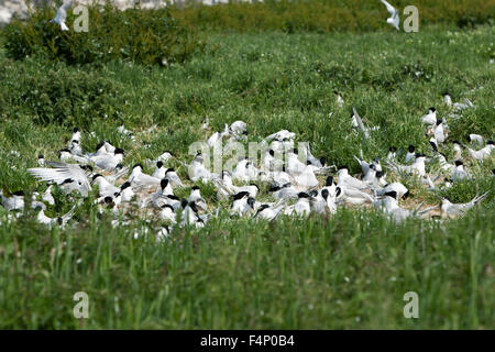 Brandseeschwalbe Thalasseus Sandvicensis, Zucht Kolonie Vegetation, Inner Farne, Northumberland, England im Juni. Stockfoto
