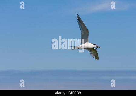 Brandseeschwalbe Thalasseus Sandvicensis, Erwachsene, fliegen gegen blauen Himmel, Inner Farne, Northumberland, England im Juni. Stockfoto