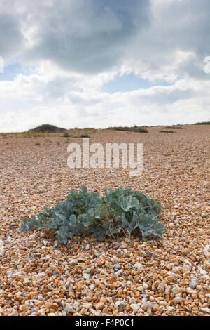 Meerkohl Crambe Maritima, wachsen auf Kies Strand, Dungeness, Kent, UK im September. Stockfoto
