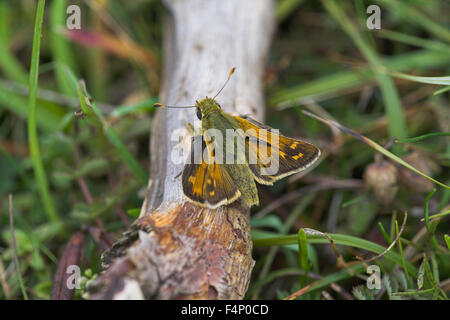 Silber-spotted Skipper Hesperia Komma, männliche Imago auf Boden, Aston Rowant, Oxfordshire, Vereinigtes Königreich im August. Stockfoto