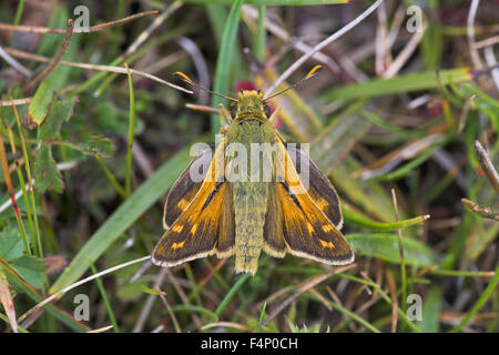 Silber-spotted Skipper Hesperia Komma, männliche Imago auf Boden, Aston Rowant, Oxfordshire, Vereinigtes Königreich im August. Stockfoto