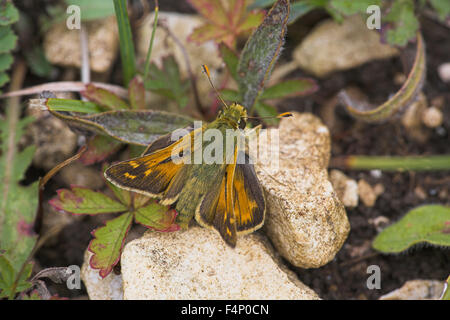 Silber-spotted Skipper Hesperia Komma, männliche Imago auf Boden, Aston Rowant, Oxfordshire, Vereinigtes Königreich im August. Stockfoto