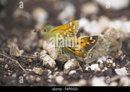 Silber-spotted Skipper Hesperia Komma, männliche Imago auf Boden, Aston Rowant, Oxfordshire, Vereinigtes Königreich im August. Stockfoto