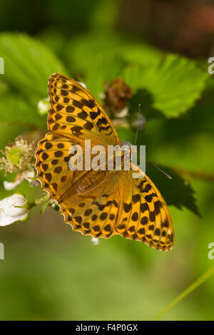 Silber-washed Fritillary Argynnis Paphia, Imago männlich, sonnen sich auf Bracken im Bentley Wood, Hampshire, UK im Juli. Stockfoto