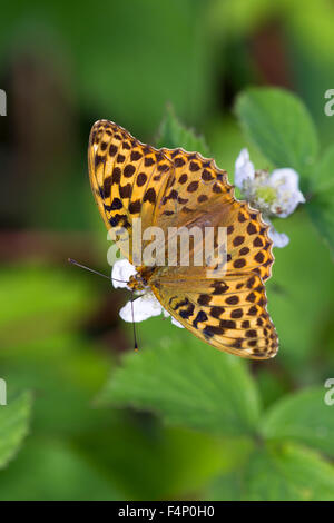 Silber-washed Fritillary Argynnis Paphia, Imago weiblich, Nectaring von Brombeere, Bentley Holz, Hampshire, UK im Juli. Stockfoto