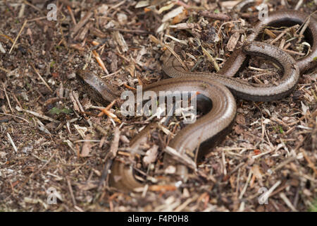 Langsame Wurm geschiedenen Fragilis, Erwachsene, versteckt zwischen Bodenvegetation, Weston-Super-Mare, Somerset, Großbritannien im Mai. Stockfoto