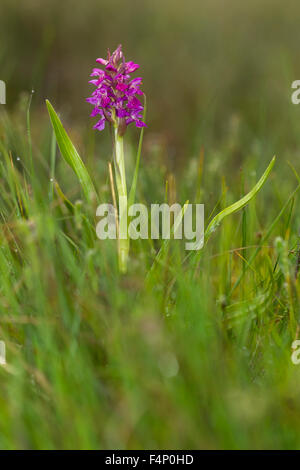 Südlichen Sumpf Orchidee Dactylorhiza Praetermissa, einzelne Spike in feuchten Sumpf, gemeinsame Thursley, Surrey, Großbritannien im Mai. Stockfoto