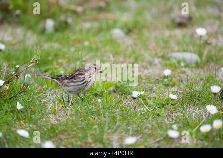 Berghänfling Zuchtjahr Flavirostris, Männchen ernähren sich von Blumensamen, Leebotten, Shetland Festland, Schottland, UK im Juni. Stockfoto