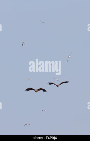 Seeadler Haliaeetus Horste, während des Fluges, Glaubensbekennenden Lachmöwen, Tiszaalpár, Ungarn im Juni. Stockfoto