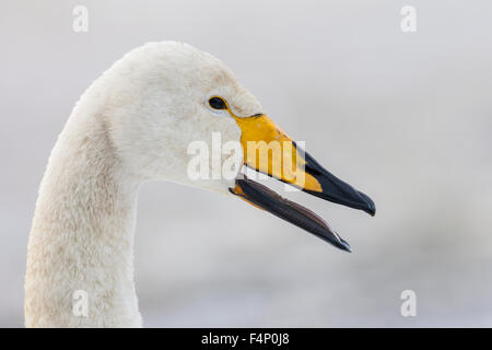 Whooper Schwan Cygnus Cygnus, Erwachsene, Fuß über den zugefrorenen See, Welney, Norfolk, Großbritannien im November. Stockfoto