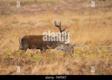 Rothirsch Cervus elaphus, erwachsenen Mann, seinen Harem der Frauen schützen, Bradgate Park, Leicestershire, Großbritannien im November. Stockfoto