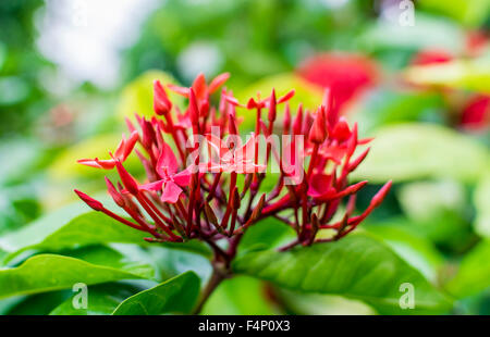 Nahaufnahme von roten Ixora Coccinea Blume Stockfoto