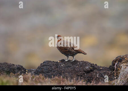 Moorschneehuhn Lagopus Lagopus, Männchen, thront auf exponierten Birne, Glenkyllachy, Schottland, UK im Mai. Stockfoto