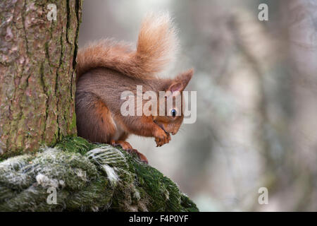 Eichhörnchen Sciurus Vulgaris, Fütterung, thront auf Baum, Abernethy Wald, Schottland, UK im April. Stockfoto