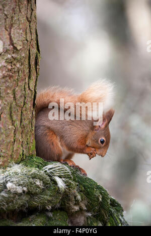 Eichhörnchen Sciurus Vulgaris, Fütterung, thront auf Baum, Abernethy Wald, Schottland, UK im April. Stockfoto