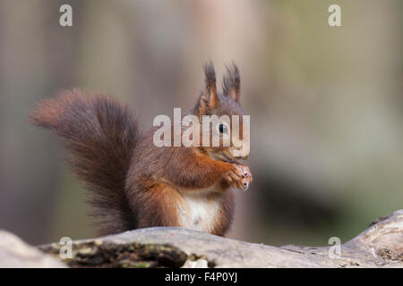 Eichhörnchen Sciurus Vulgaris, Nahrungssuche auf Waldboden, Formby Punkt, Merseyside, England im Februar. Stockfoto