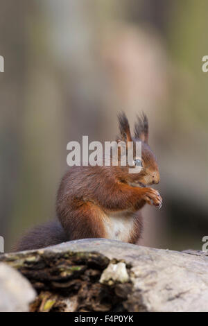 Eichhörnchen Sciurus Vulgaris, Nahrungssuche auf Waldboden, Formby Punkt, Merseyside, England im Februar. Stockfoto