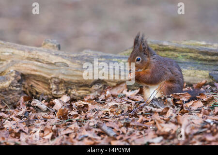 Eichhörnchen Sciurus Vulgaris, Nahrungssuche auf Waldboden, Formby Punkt, Merseyside, England im Februar. Stockfoto