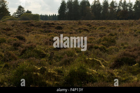 Ort der Schlacht von Sheriffmuir, nach Süden, Sheriffmuir, Perthshire, Schottland, UK, Stockfoto