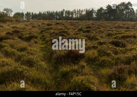 Ort der Schlacht von Sheriffmuir, Blick nach Süden vom Mittelachse, Sheriffmuir, Perthshire, Schottland, Vereinigtes Königreich. Stockfoto