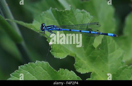 Azure Blue Damselfly, Männlich, (Coenagrion Puella), Cornwall, England, UK. Stockfoto