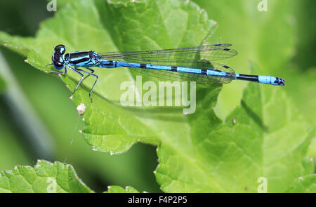 Azure Blue Damselfly, Männlich, (Coenagrion Puella), Cornwall, England, UK. Stockfoto