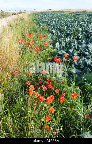 Mohn Blüte neben einem Feld von Kohl in der Nähe von Kingsbarns, Fife, Schottland, Vereinigtes Königreich Stockfoto