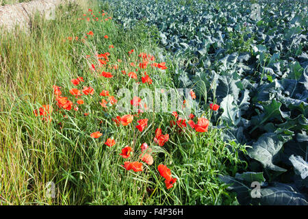 Mohn Blüte neben einem Feld von Kohl in der Nähe von Kingsbarns, Fife, Schottland, Vereinigtes Königreich Stockfoto