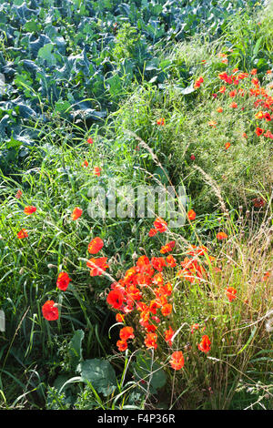 Mohn Blüte neben einem Feld von Kohl in der Nähe von Kingsbarns, Fife, Schottland, Vereinigtes Königreich Stockfoto