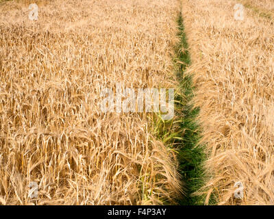 Gerste Ernte Reifung in einem Feld nahe Beadnell Northumberland, England Stockfoto