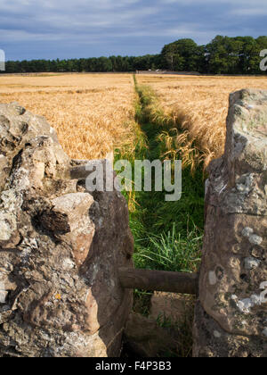 Stil in einer Wand auf einem Wanderweg über ein Gerstenfeld in der Nähe von Beadnell Northumberland, England Stockfoto