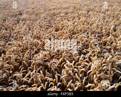 Weizen Ernte Reifung in einem Feld nahe Beadnell Northumberland, England Stockfoto