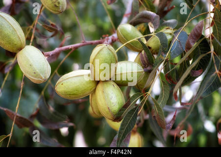 Junge Pekannüsse wächst auf einem Baum Stockfoto